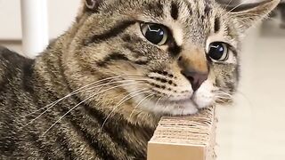 Cat Climbing Bookshelf