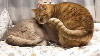 Cat Meowing for Dinner