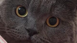 Cat Stealing a Pen