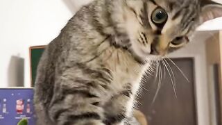 Cat Playing with Laser
