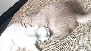 Cat Sleeping in Sunbeam