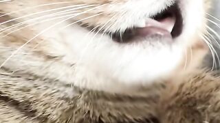 Cat Jumping over Dog