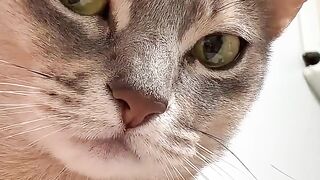 Cat Looking at Phone