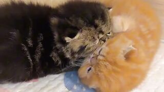 Cat Biting Owner