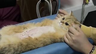Cat Rolling in Catnip