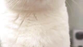 Cat Hearing the Vacuum