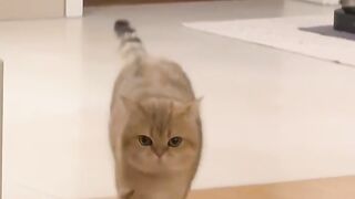 Cat Playing in Tunnel