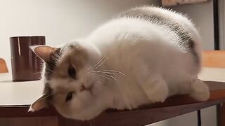 Cat Yelling at Door