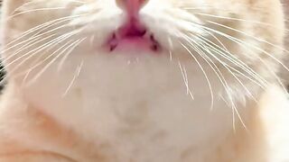 ​"It's really annoying when you're sulking and asking for snacks! 🐾🐱