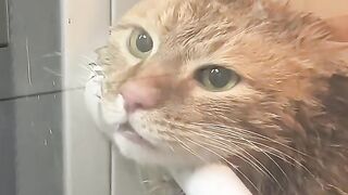 Cat Being a Derp