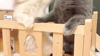 Sleeping Kitten Dreaming