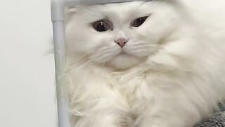 High Jumping Cat 3