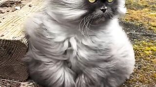 Lazy Cat on Balcony