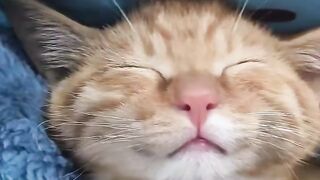 Cat Chasing a Moth