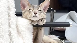 Kitten Crying for Mom