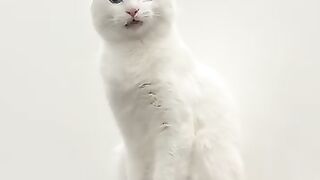 Cat Grooming Kitten