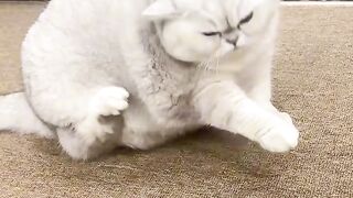 Angry Cat Swatting