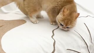Cat Staring at Ceiling