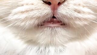 Cat Drinking Broth
