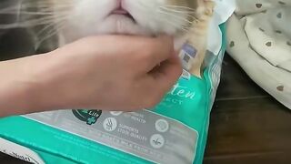Kitten Playing with Wrapper