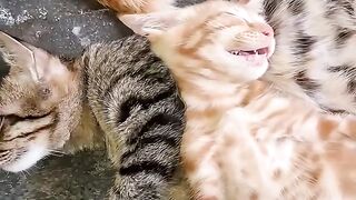 Cat Sleeping on Books