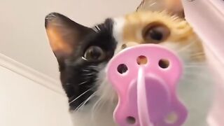 Curious Cat in Cabinet