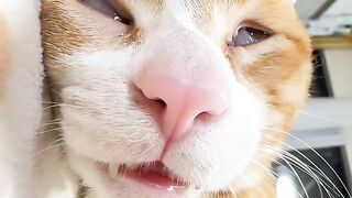 Cat Begging for Fish