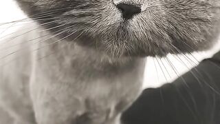 Cat Meeting a Hamster