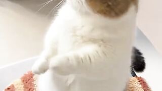 ​"The cutie who loves standing and is really spoiled by his owner. Watch out for diabetes because he's too sweet!"