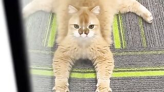 Cat Waking up Confused