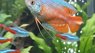 Aquarium Wallpaper