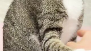 Cat Yawning after Sleep
