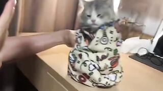 Cat Watching Tablet