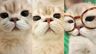 Cat Catching a Toy