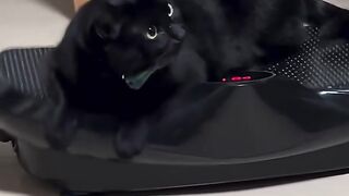 Cat with a Collar