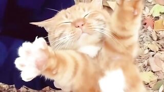 Cat Refusing to Walk