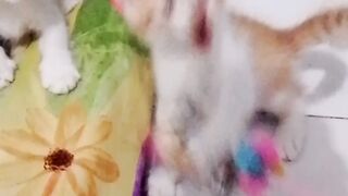 Playing with baby cat