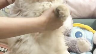 Cat Meowing at Window