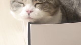 Cat Looking at Robot