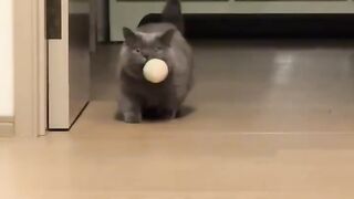 Cat Rolling on Concrete