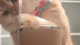 Cat Hugging Owner