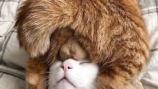 Cat Scared of Toaster