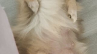 My dog mr brown