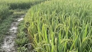 A Peaceful Morning in the Rice Fields 🌿