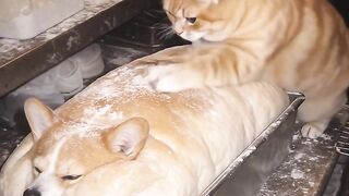 Cat Meowing for Food