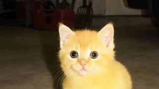 Cat Stealing a Slice