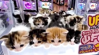 Cat Jumping on Counter 2