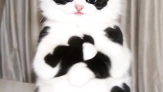Cat Snuggling Owner