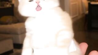 Cat Hearing a Noise 2