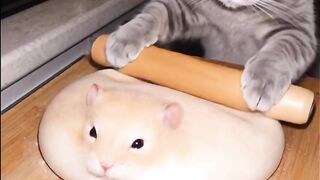 Cat Yelling Loudly